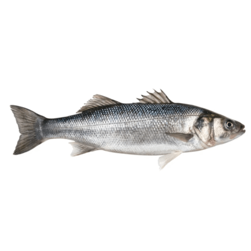 Barramundi Small 1Kg