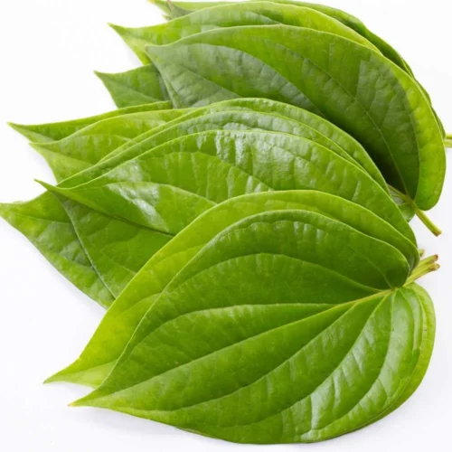 Betel Leaf