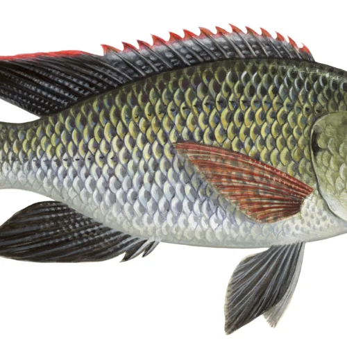 Telapia Taiwan Fish