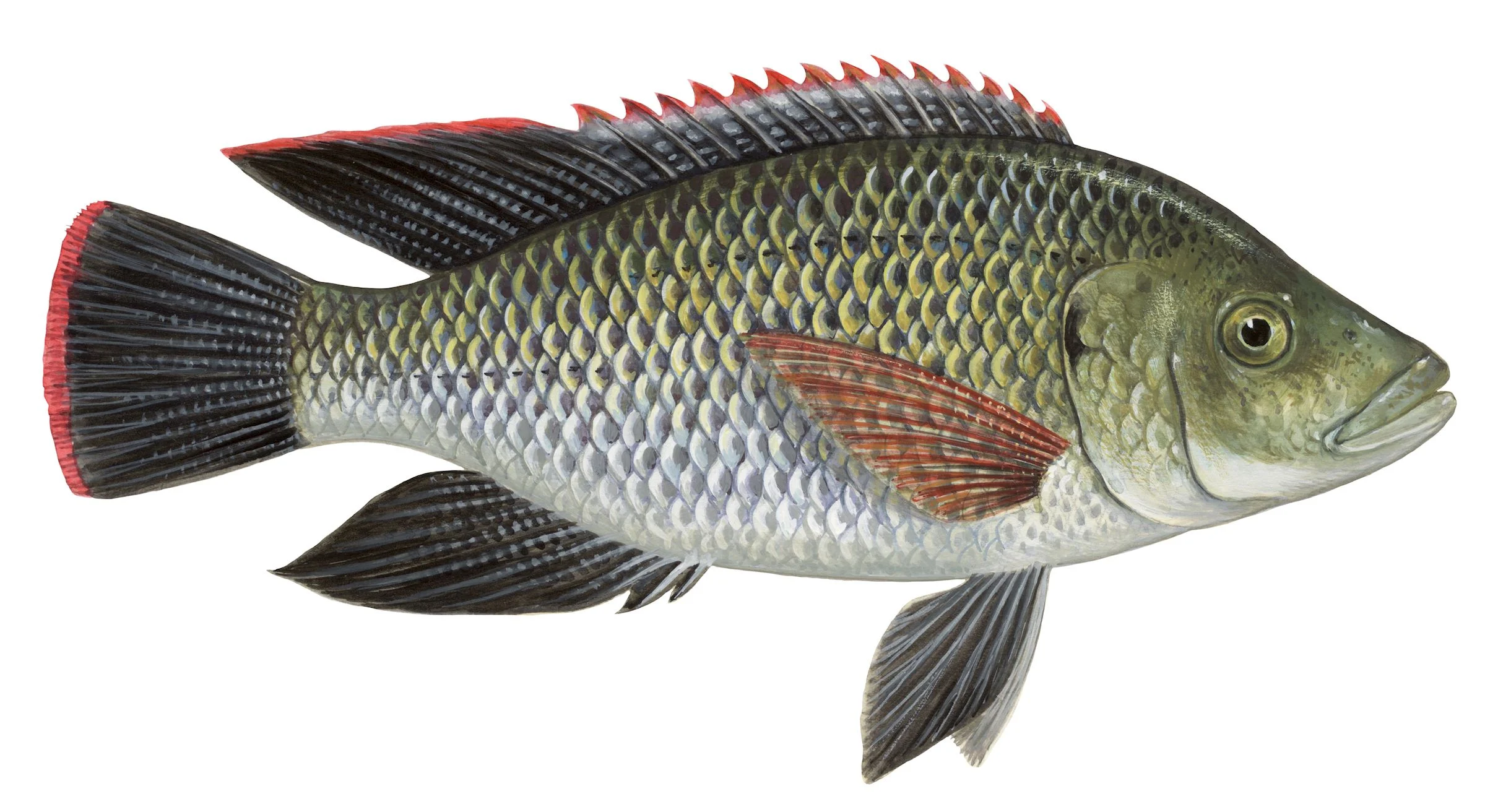 Telapia Taiwan Fish