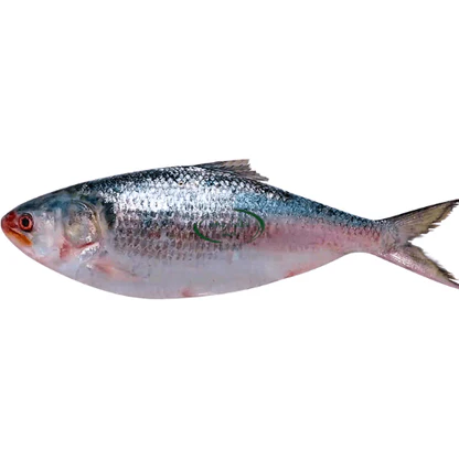 Hilsha 1Kg